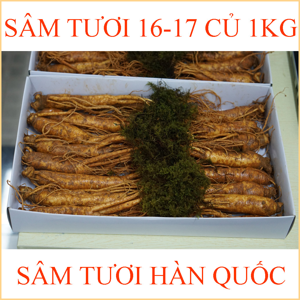 nhan-sam-tuoi-han-quoc-16-17-cu-1kg