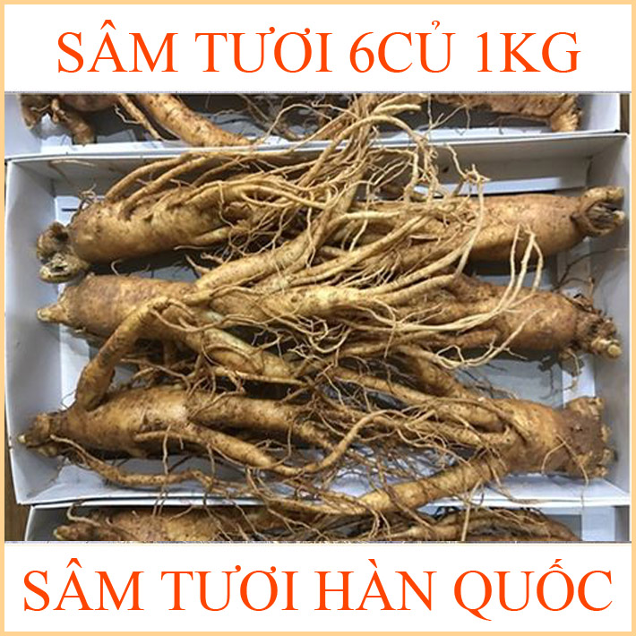 nhan-sam-tuoi-han-quoc-6-cu-1kg